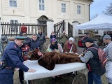 Obrázek v galerii